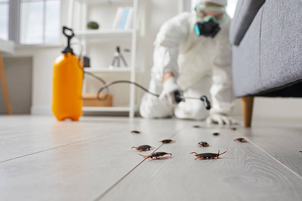 Affordable Cockroach Control solutions in Sebastian, TX